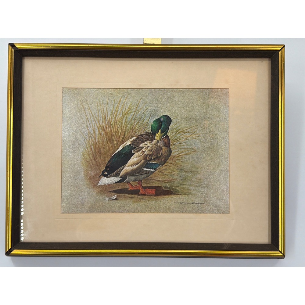 Basil Ede Mallard Duck Framed Lithograph Vintage Wildlife Bird Art Print